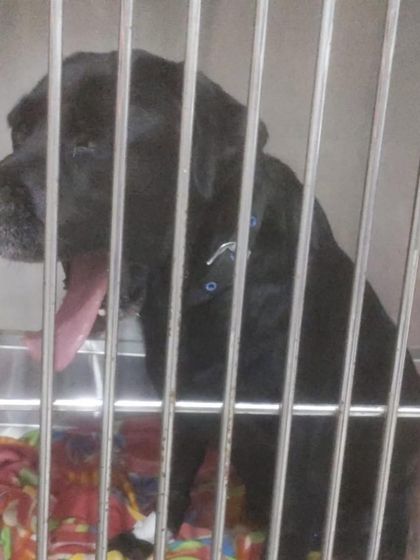 PL Paws - Animal Rescue & Rehabilitation The Power of Fostering: Be a Temporary Home photo 5