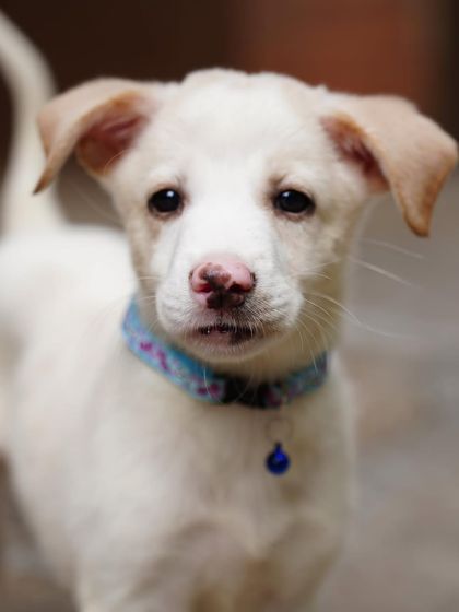 PL Paws - Animal Rescue & Rehabilitation Happy Tails: Our Adoption Stories photo 60