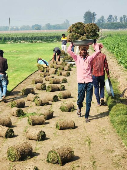 Delhi Gardner - Full-Service Landscaping Premium Lawn & Turf Solutions photo 51