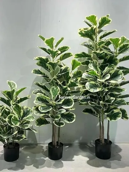 Our collection of artificial Fiddle Leaf Fig trees, shown here in three different sizes, offers a stylish and popular green solution for any indoor space, ready for bulk orders.