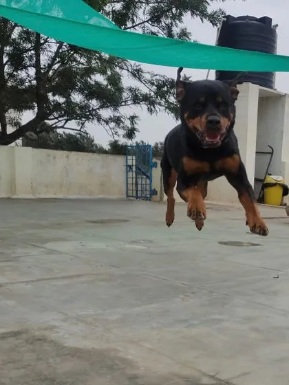 It's not just the little dogs who get to fly! We give dogs of all sizes the space and freedom to express their playful energy and just be themselves.