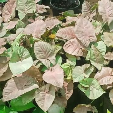 Indoor Plants for Every Space photo 12