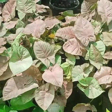 This Pink Syngonium, or Arrowhead Plant, offers soft, blush-pink leaves. It's a popular tabletop plant that brings a gentle, colorful element to your indoor plant collection.