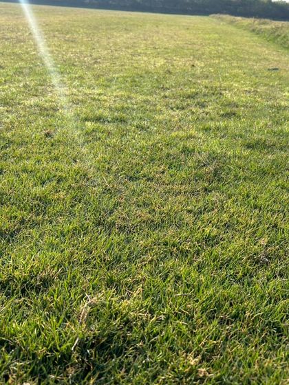 Sunlight catching the blades of grass. This showcases the fresh, natural quality of the turf I supply.
