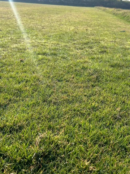 Another close-up of the quality grass I provide. The texture is soft, and the color is a vibrant, natural green.