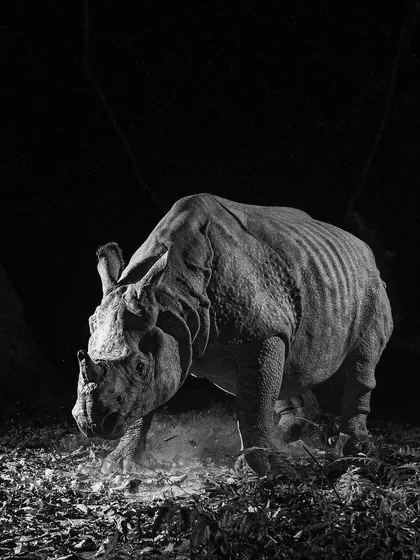 The raw power of a Greater one-horned Rhino, presented in a dramatic black and white portrait. By removing color, I can focus on the incredible texture of its skin, its powerful form, and the intensity of its presence. This is a fine art print that commands attention.