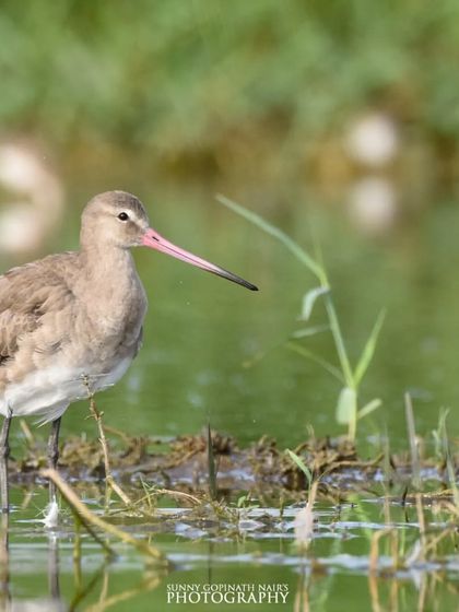 Birds of Prey & Waterways photo 8