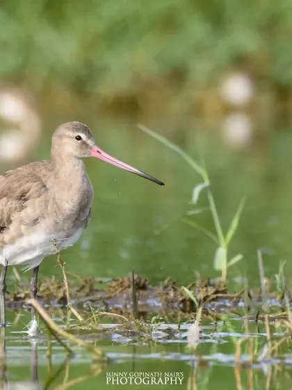 A Black-tailed Godwit wades through the shallow waters of a wetland. Its long bill is perfectly adapted for probing the mud for insects and crustaceans.