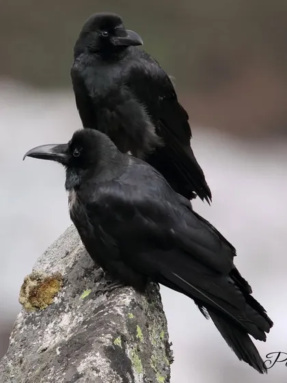 A pair of Large-billed Crows perched on a rock. These highly intelligent and adaptable birds are widespread across Asia and feature in many local mythologies. Their intelligence makes them fascinating subjects to observe and photograph.