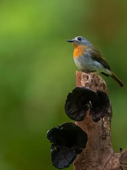 A Tickell's Blue Flycatcher on a stump with fungi, an example of finding beautiful compositions in nature.