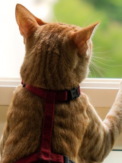 A ginger cat looking thoughtfully out the window. These quiet, contemplative moments are just as important to capture as the playful ones.