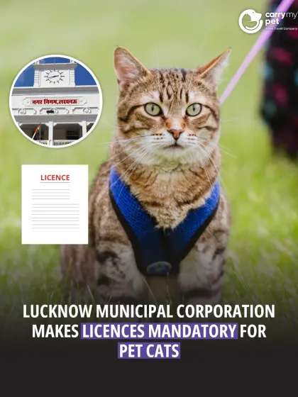 CarryMyPet - Pet Travel & Parenting Consultation Animal Welfare & Advocacy photo 12