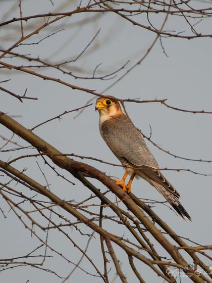 A Red-necked Falcon perched on a bare branch, a typical hunting posture for this bird of prey.