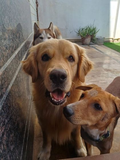 A Golden Retriever and an Indie, with a Husky photobombing in the back. A typical day here.