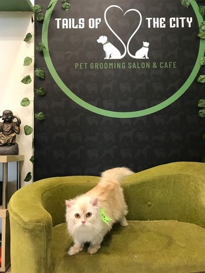 Tails of the City - Pet Supplies Our Pawsome Guests photo 5