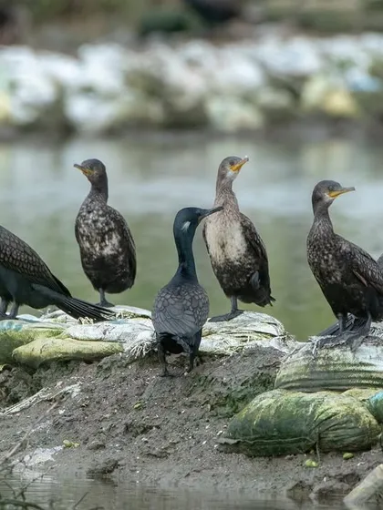 A group of cormorants perched on a man-made barrier, with plastic waste visible in the background. A stark reminder of the impact of pollution on our wetlands.