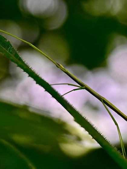 Masters of Deception: The Hidden World photo 3