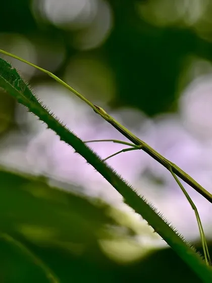 A peerless Stick Insect, one of nature's masters of deception. Sluggish and spending a lifetime in low foliage, they are almost impossible to spot, a true challenge for any naturalist.