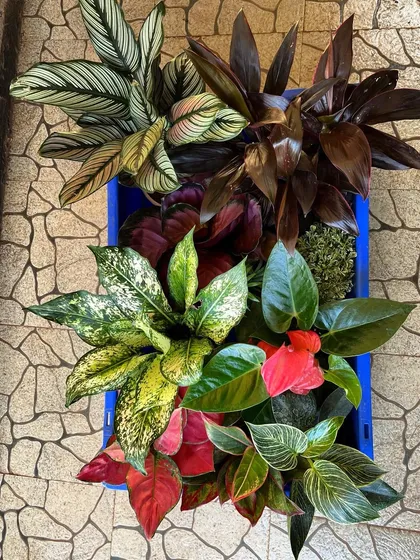 A beautiful collection of indoor plants ready for delivery. This crate shows the rich variety we offer, including Calatheas, Aglaonemas, and Anthuriums, perfect for creating a vibrant indoor jungle with diverse colors and textures.
