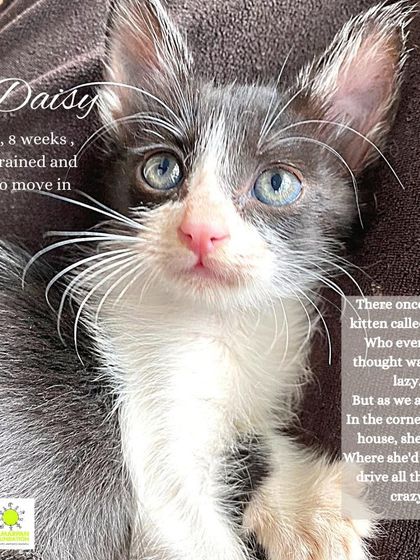 This is Daisy, an 8-week-old female kitten who was hand-raised from just a few days old. She is house-trained and ready to move in and drive all the dogs crazy with her antics.