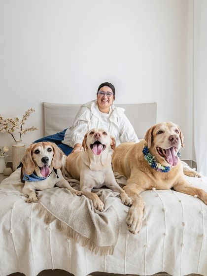 A beautiful family portrait of a dog mom with her three dogs, a Beagle and two Labradors, all posing happily on a bed.