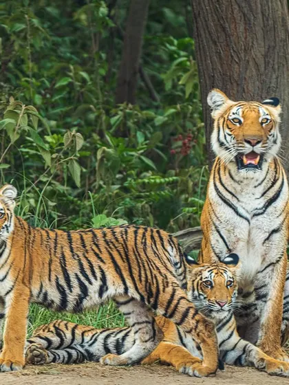 A complete family portrait of a tigress with her three cubs in the forests of India. Moments like these are rare and precious, showcasing the social structure and maternal bonds within these typically solitary animals.