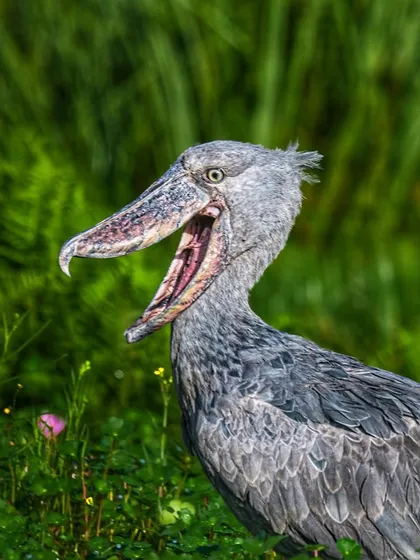 The Shoebill Stork, also known as B. Rex, lets out a yawn or call. Its massive, shoe-shaped bill is its most defining and formidable feature.