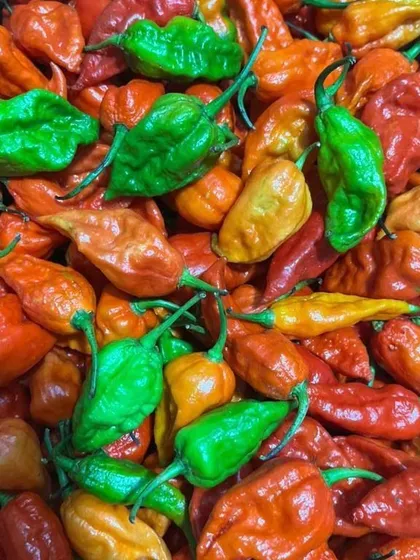 A fresh batch of Bhut Jolokia, or ghost peppers. I stock both the ripe red and the raw green varieties. They are extremely hot and are the key to making authentic, fiery Northeast chutneys and dishes.