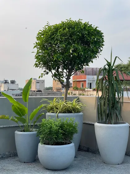 The complete minimalist cluster on the terrace. Using pots of varying sizes but similar style creates a cohesive look that is both modern and timeless.