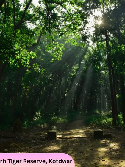 Wildlife & Jungle Safaris photo 10