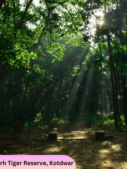 Sunbeams filter through the canopy at Kalagarh Tiger Reserve in Kotdwar. This image captures the serene beauty of the forests we explore during our Lansdowne trips.