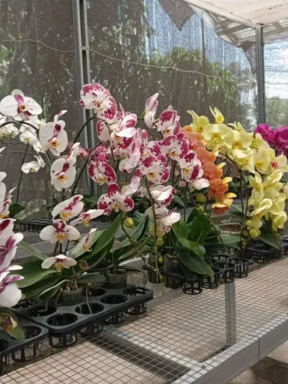A greenhouse bench lined with blooming Phalaenopsis orchids in a rainbow of colors, from pure white to speckled pink and sunny yellow.