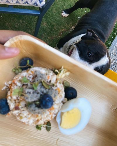 Personalized Dog Meal Delivery