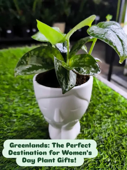 Greenlands is the perfect destination for Women's Day plant gifts. This plant in a face-themed planter is a stylish and thoughtful choice.