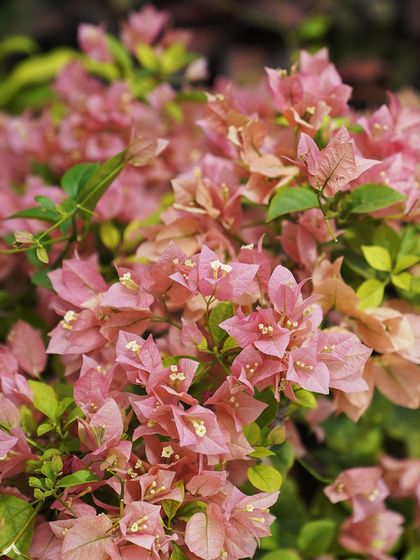 A beautiful bush of pink Bougainvillea. These plants are drought-tolerant and love the sun, making them a perfect, low-fuss choice for adding a tropical feel to gardens in our climate.