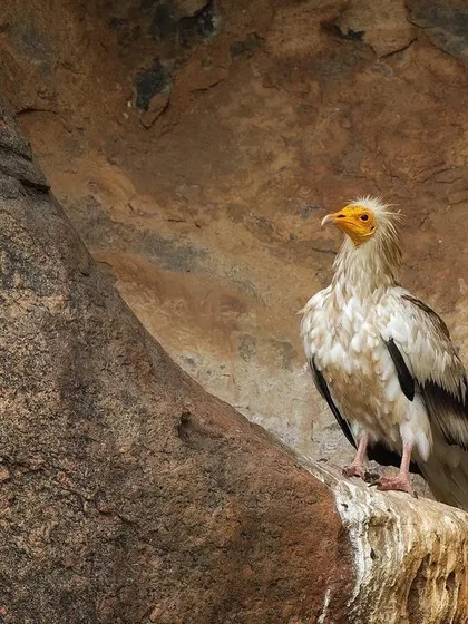 A majestic portrait of an Egyptian Vulture on its rocky perch. Its white plumage and yellow face stand out against the dark rock.