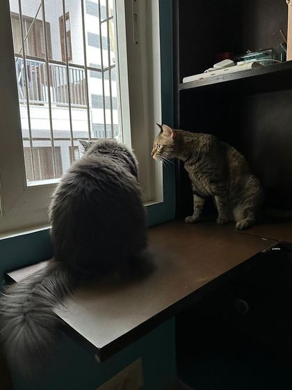 The two sisters, Noor and Muezza, looking out the window together. They are inseparable and find comfort in each other's company.