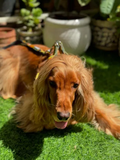 Posto enjoying the sun in his new harness. He's always ready for his close-up.