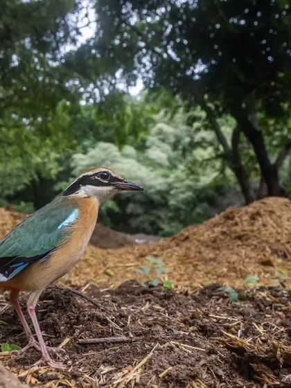 An Indian Pitta, a colorful monsoon migrant, forages on the ground. This was captured during our 2023 remote photography projects.