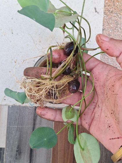 Bhardwaj - Urban Gardening Consultation Auspicious Plants for Your Home photo 11