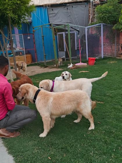A staff member giving out treats to a group of Labradors and Golden Retrievers. This is one of the most popular times of the day at our daycare.