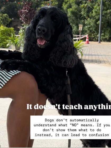 Nitika Ahlawat - Dog and Child Safety & Integration Myth Busters: Common Training Mistakes photo 5