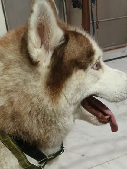 Jazzy's Pet Care - In-Home Dog Boarding The Small Breed Squad photo 12