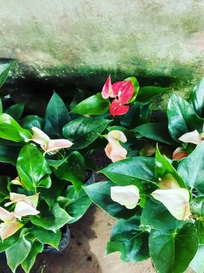 Pink and white Anthurium varieties. Their subtle colors are perfect for creating a calm and serene indoor environment.