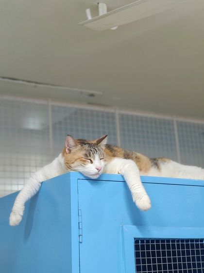 Sammy's Nest - Home Boarding for Small Pets Our Cat-Proof Home: Play & Rest photo 16