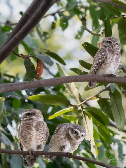 A family of three Spotted Owlets huddling together on a branch in Surajpur.