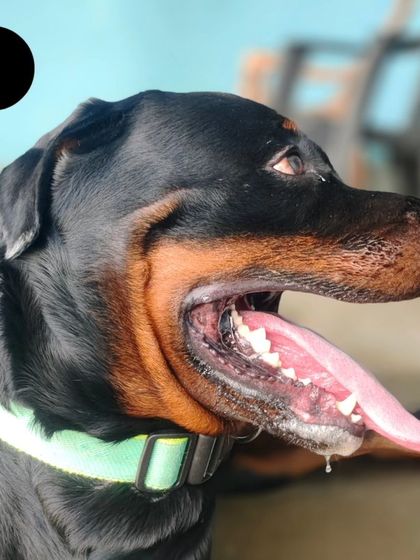 This is Rio the Rottweiler. We are happy to board friendly Rotties and give them the space they need.