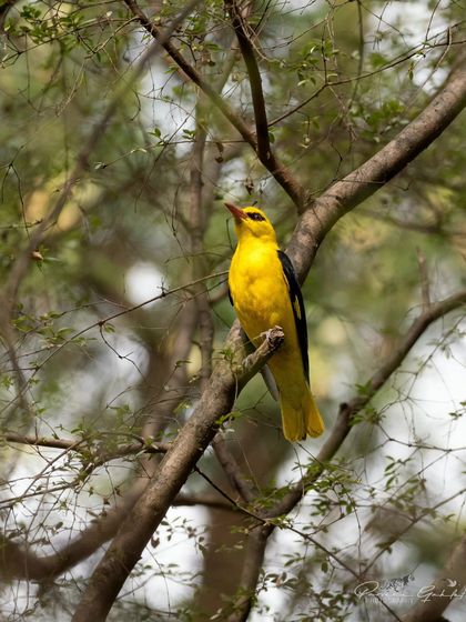 An Indian Golden Oriole in breeding plumage, with its fleshy pink bill.