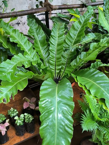 Rare & Collector's Plants photo 47