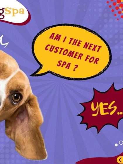 Is it your turn for the spa? Yes, it is! I'm always ready to welcome the next furry customer for their top-quality grooming session.